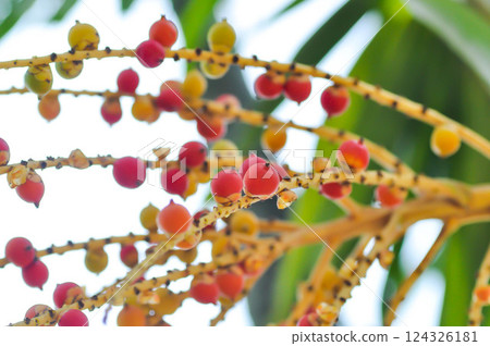 Areca palm or seed of Areca catechu L or ARECACEAE or seed of Areca palm and sky Areca palm or seed of Areca catechu L or ARECACEAE or seed of Areca palm and sky 124326181