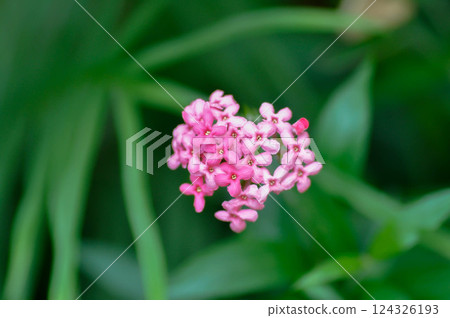 Panama Rose ,Arachnothryx leucophylla or flower Panama Rose ,Arachnothryx leucophylla or flower 124326193