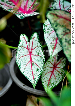 Caladium, Caladium Bicolor Vent or Caladium bicolor or bicolor leaf 124326195
