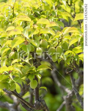 Plum tree bearing fruit Plum tree bearing fruit 124326262