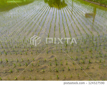 Scenery of paddy fields where seedlings were planted 124327590