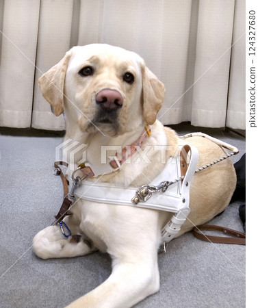 Guide dog welfare 124327680