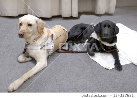 導盲犬福利 124327681