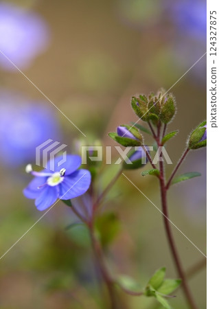 維羅妮卡牛津藍色的花蕾與花朵 維羅妮卡牛津藍色的花蕾與花朵 124327875