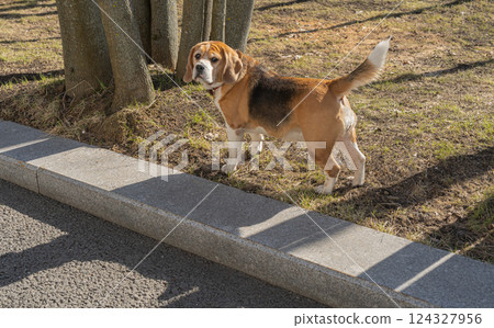 beautiful dog breed english beagle walking in park 124327956