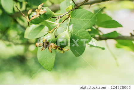 Concept beginning of guava harvest. Fresh guavas hanging on a branch on a sunny day, A couple of small growing guavas hanging on a branch Concept beginning of guava harvest. Fresh guavas hanging on a branch on a sunny day, A couple of small growing guavas hanging on a branch 124328065