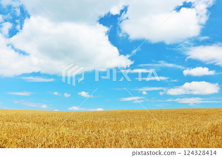 北海道夏天藍天和Biei風景 124328414