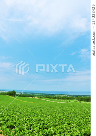 北海道：清爽的藍天、北海道東部的風景、鄂霍次克海 124328429