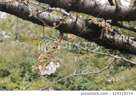 I found a cherry tree in bloom at Chidorigafuchi 124328554