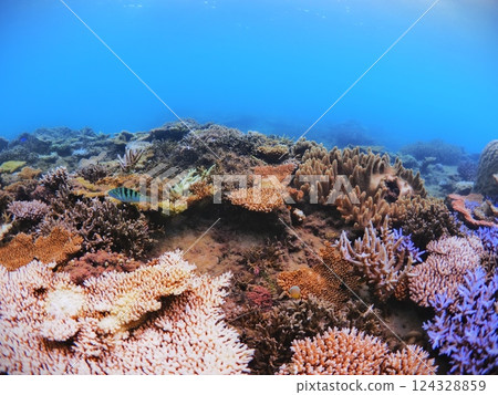 沖繩縣崎本部市的 Gorilla Chop 珊瑚礁 124328859