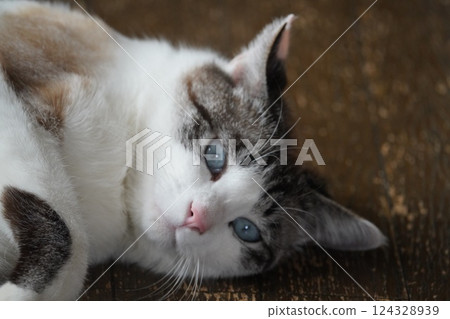 Blue-eyed Sakura Cat 124328939