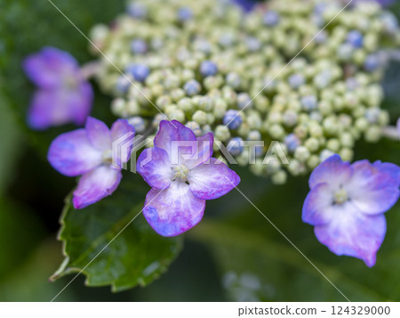 八仙花屬八仙花屬特寫鏡頭 124329000