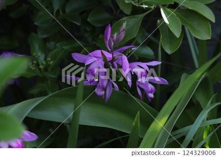 A vibrant purple iris blooming in a dark patch of grass A vibrant purple iris blooming in a dark patch of grass 124329006