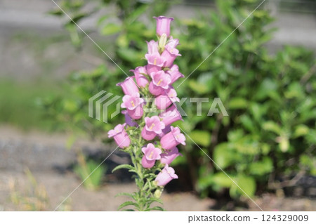 Pretty pink wind chimes blooming in a flowerbed on the bank 124329009
