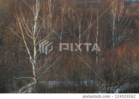 岩手縣的樺樹和樹林的晚景，還有殘留的積雪 124329162
