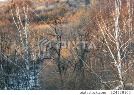 岩手縣的樺樹和樹林的晚景，還有殘留的積雪 124329163