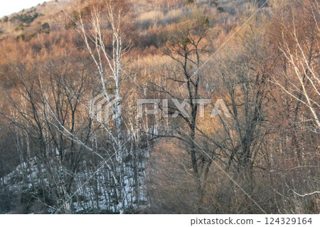 岩手縣久海市的白樺林晚景,殘雪未盡 岩手縣久海市的白樺林晚景,殘雪未盡 124329164