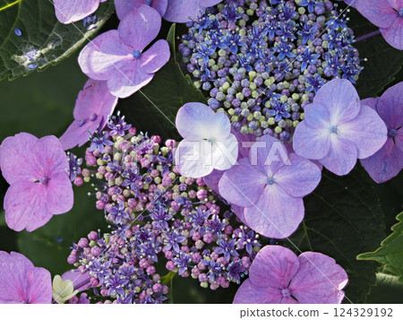 Purple hydrangea blooming in the mountains Purple hydrangea blooming in the mountains 124329192