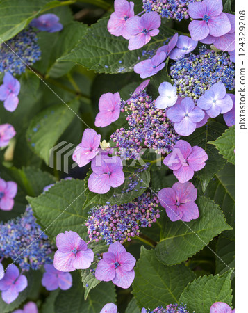 Purple hydrangea blooming in the mountains Purple hydrangea blooming in the mountains 124329208