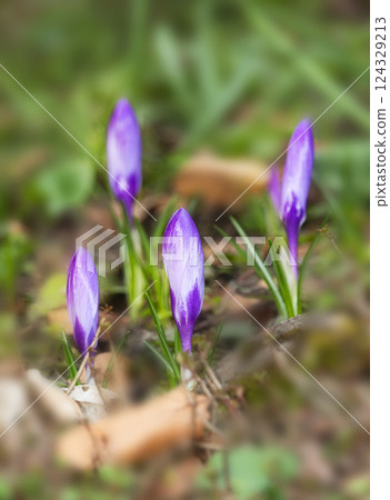 Purple crocus flower buds, first flowers of spring, coming out of ground 124329213