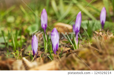 Purple crocus flower buds, first flowers of spring, coming out of ground 124329214