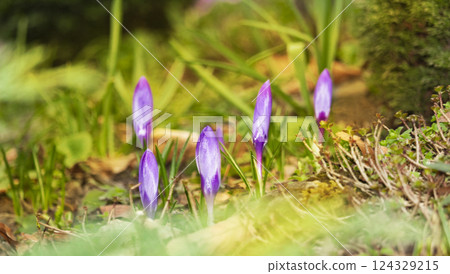 Purple crocus flower buds, first flowers of spring, coming out of ground 124329215