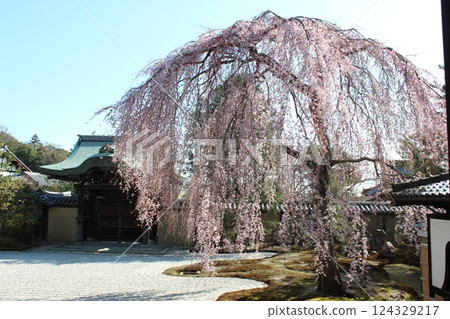 Kodaiji Temple height front garden 124329217