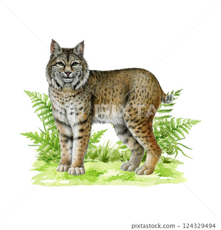 Lynx wild feline on grassy ground with fern leaves painted illustration. Hand drawn bobcat American native wildlife forest animal on white background. Lynx rufus wildcat woodland predator animal 124329494