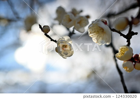 梅花,白梅花,背光 梅花,白梅花,背光 124330020
