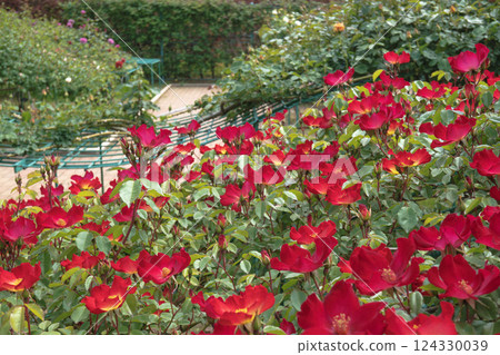 雞尾酒 / 一朵美麗的向上開花的紅玫瑰 124330039