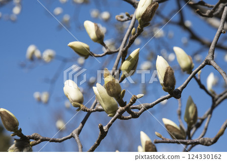 Magnolia 124330162