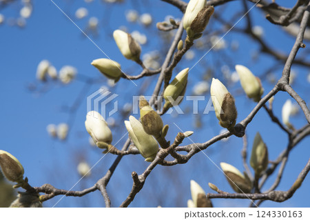Magnolia 124330163
