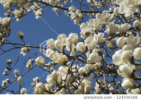 Magnolia Magnolia 124330166