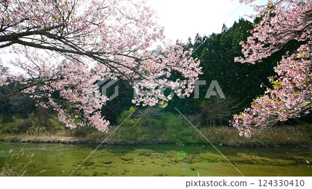Petals fluttering down: Kohigan cherry blossoms in Shimizu Petals fluttering down: Kohigan cherry blossoms in Shimizu 124330410