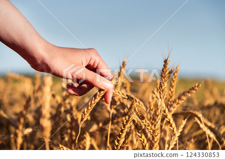 Wheat quality check. Farmer with ears of wheat in a wheat field. Harvesting. Agro business 124330853