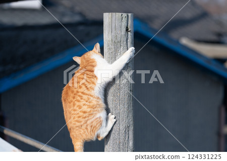 Cute stray cat climbing a tree Cute stray cat climbing a tree 124331225