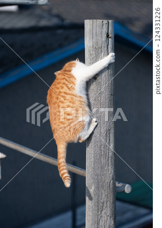 Cute stray cat climbing a tree 124331226