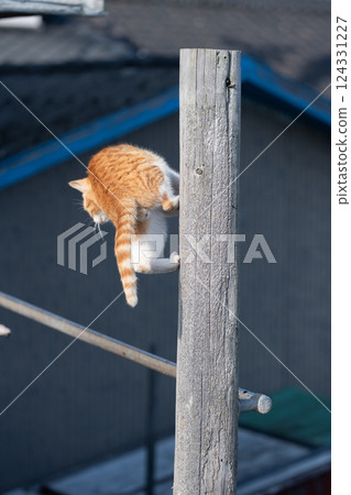 可愛的流浪貓爬樹 124331227