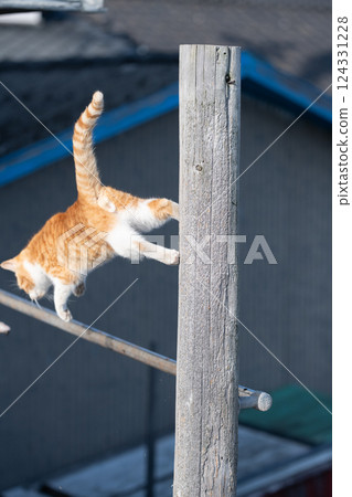 可愛的流浪貓爬樹 124331228