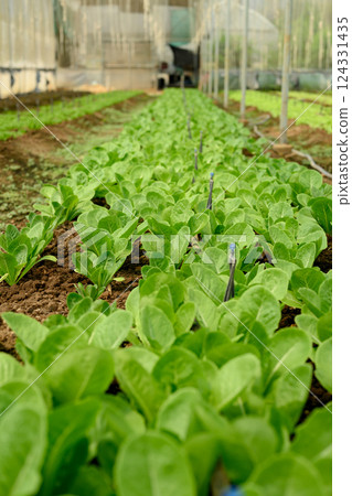 Close up of young green vegetable seedlings thriving under a drip irrigation system inside a greenhouse 124331435