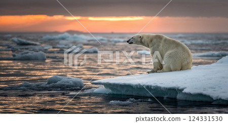 Polar bear sitting on a melting ice floe in a colorful sunset, symbolizing global warming and climate change concept Polar bear sitting on a melting ice floe in a colorful sunset, symbolizing global warming and climate change concept 124331530