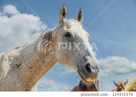 Portrait of the horse in the blooming garden of old apple trees in spring sunshine. Portrait of the horse in the blooming garden of old apple trees in spring sunshine. 124331579