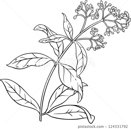 Allspice Plant with Berries and Leaves Outline Illustration 124331792