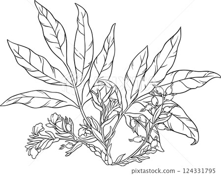 Cardamom Plant with Outline Illustration 124331795