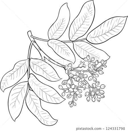 Andiroba Branch Outline Illustration Andiroba Branch Outline Illustration 124331798