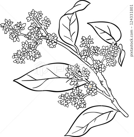 avocado branches vector isolated avocado branches vector isolated 124331801