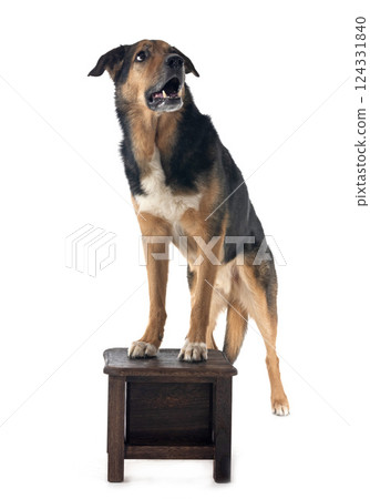 german shepherd mix breed german shepherd mix breed 124331840