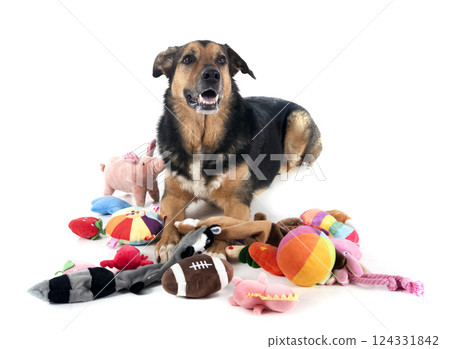 german shepherd mix breed and tous german shepherd mix breed and tous 124331842