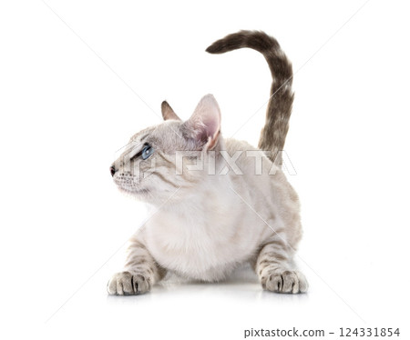bengal kitten in studio 124331854