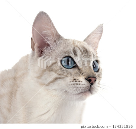 bengal kitten in studio 124331856